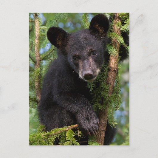 Zwarte berenjong speelt in bomen briefkaart (Voorkant)
