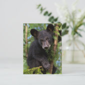 Zwarte berenjong speelt in bomen briefkaart (Staand voorkant)