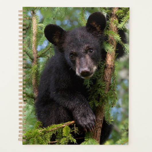 Zwarte berenjong speelt in bomen planner (Voorkant)