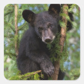 Zwarte berenjong speelt in bomen vierkante sticker (Voorkant)