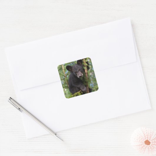 Zwarte berenjong speelt in bomen vierkante sticker (Envelop)