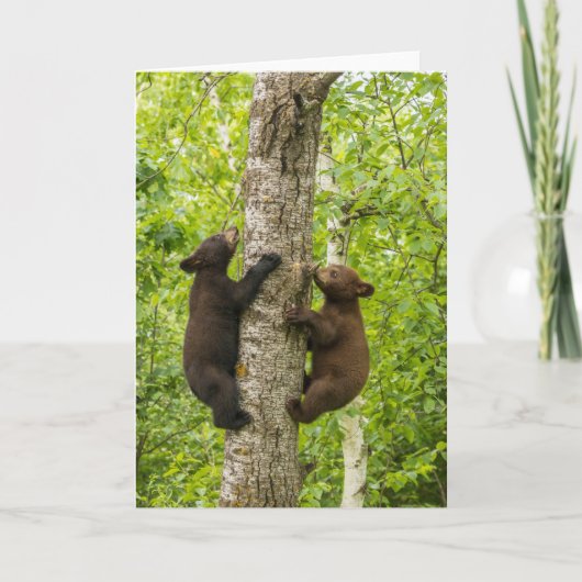 Zwarte berenjongen klimmen in boom kaart (Voorkant)