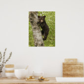 Zwarte berenwelp in boom poster (Keuken)