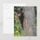 Zwarte berenwelp in de lente briefkaart (Voorkant / Achterkant)