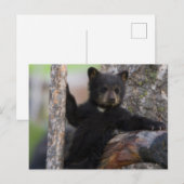 Zwarte berenwelp ligt lui briefkaart (Voorkant / Achterkant)