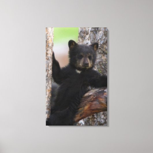 Zwarte berenwelp luiert canvas afdruk (Voorkant)
