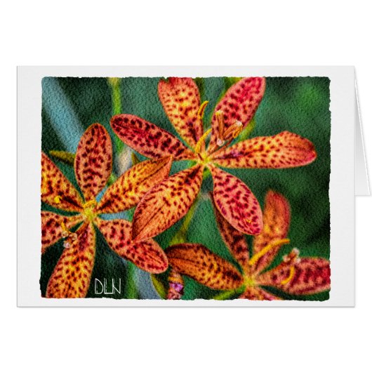 Zwarte Bes Lelie Bloem/Bloemkunst (Voorkant Horizontaal)