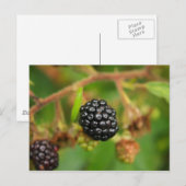 Zwarte bessen briefkaart (Voorkant / Achterkant)