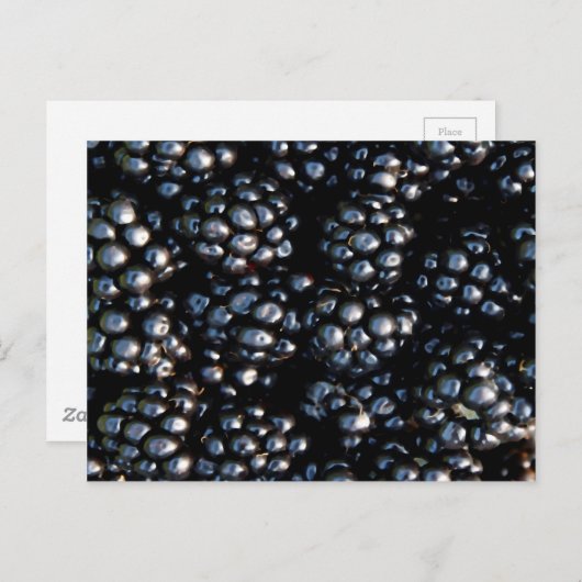 Zwarte bessen briefkaart (Voorkant / Achterkant)
