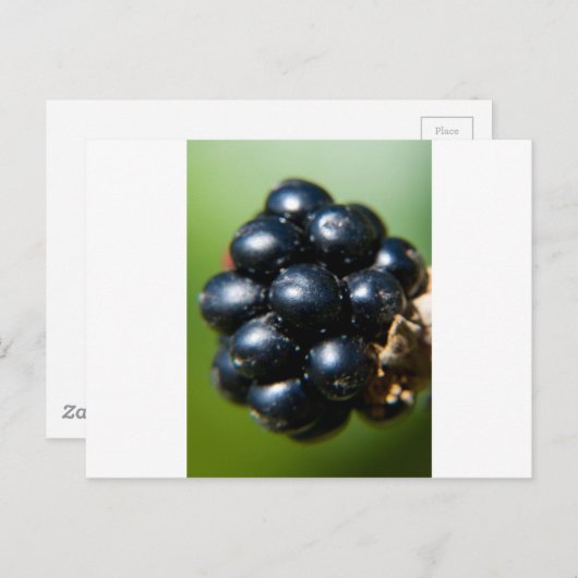 Zwarte bessen briefkaart (Voorkant / Achterkant)