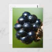 Zwarte bessen briefkaart (Voorkant / Achterkant)