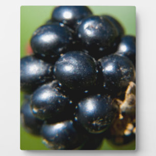 Zwarte bessen fotoplaat