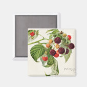 Zwarte bessen magneet (Voorkant / Achterkant)