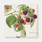 Zwarte bessen magneet (Voorkant)