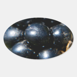 Zwarte bessen ovale sticker