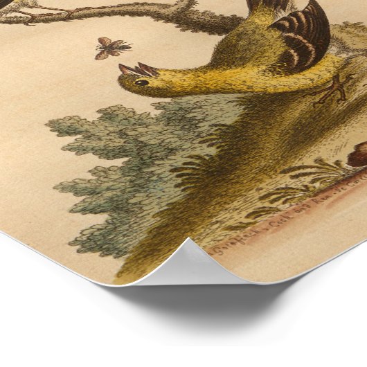 zwarte Bird-afdrukken Poster (Hoek)