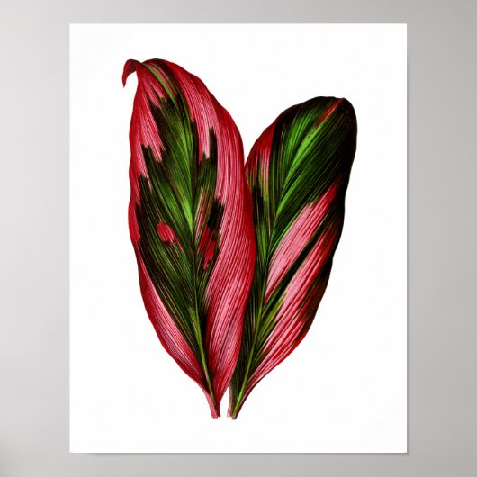 zwarte-bladafdrukken in botanische vorm poster (Voorkant)