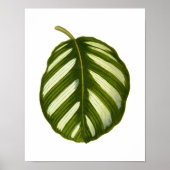 zwarte-bladafdrukken in botanische vorm poster (Voorkant)