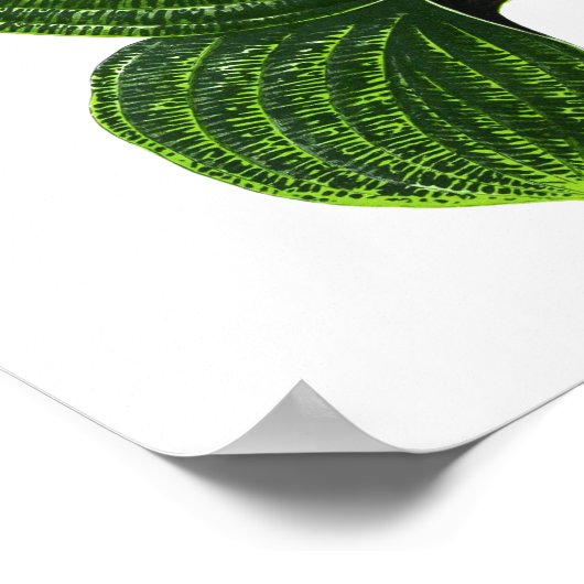 zwarte-bladafdrukken in botanische vorm poster (Hoek)