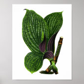 zwarte-bladafdrukken in botanische vorm poster (Voorkant)