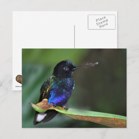  zwarte, blauwe en groene kolibrie briefkaart (Voorkant / Achterkant)