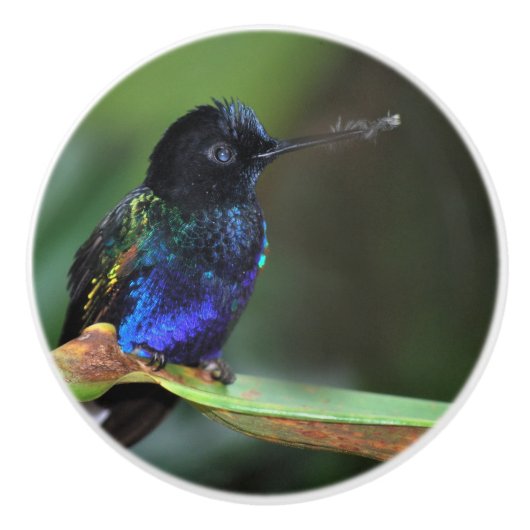  zwarte, blauwe en groene kolibrie keramische knop (Voorkant)
