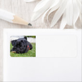 zwarte bok etiket (Insitu)