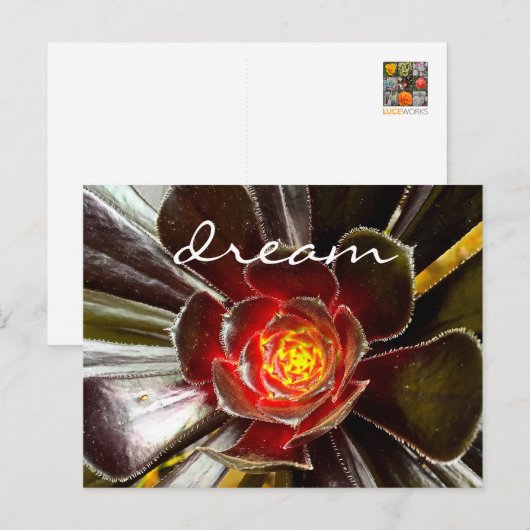 Zwarte Cactus Succulent Fotografie Droomscript Briefkaart (Voorkant / Achterkant)