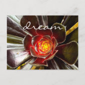 Zwarte Cactus Succulent Fotografie Droomscript Briefkaart (Voorkant)