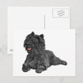 Zwarte Cairn Terrier Briefkaart (Voorkant / Achterkant)