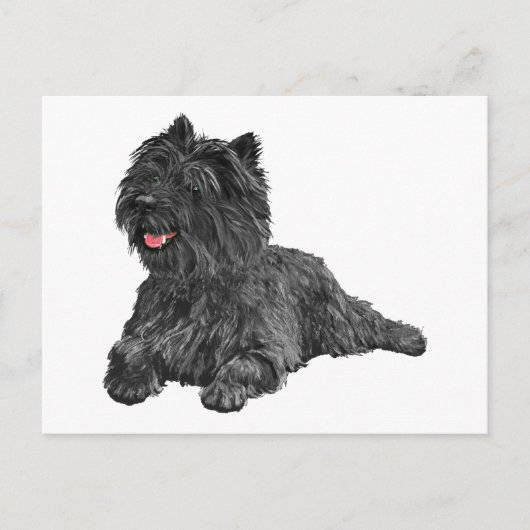Zwarte Cairn Terrier Briefkaart (Voorkant)