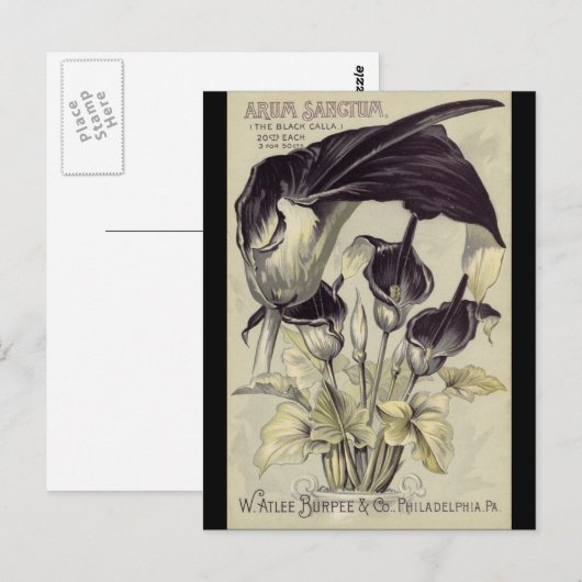  zwarte Calla Lilies Briefkaart (Voorkant / Achterkant)