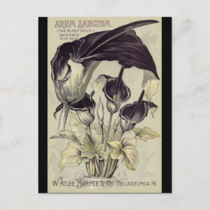 zwarte Calla Lilies Briefkaart