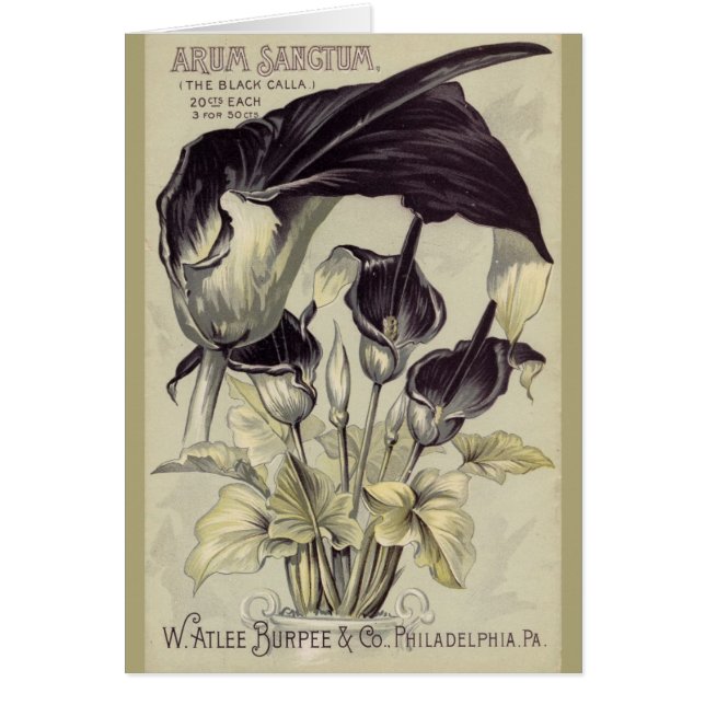  zwarte Calla Lillies (Voorkant)