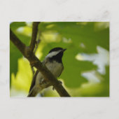 ZWARTE CHICKADEE-BRIEFKAART BRIEFKAART (Voorkant)