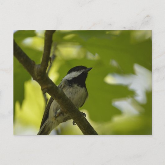 ZWARTE CHICKADEE-BRIEFKAART BRIEFKAART (Voorkant)