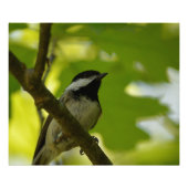 ZWARTE CHICKADEE-POSTER FOTO AFDRUK (Voorkant)