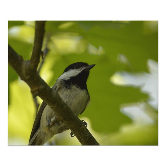 ZWARTE CHICKADEE-POSTER FOTO AFDRUK (Voorkant)
