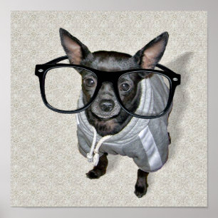 Zwarte Chihuahua met Bril Foto Poster