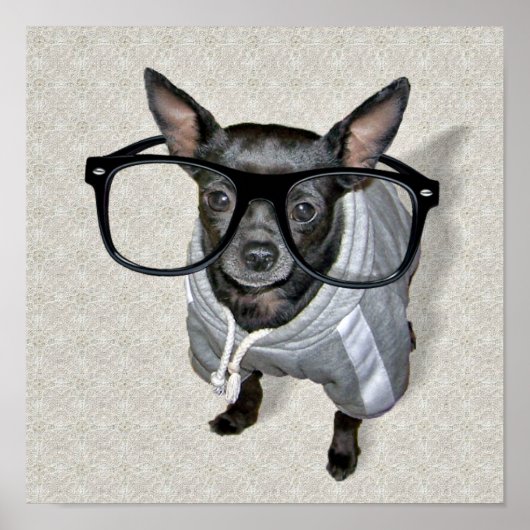 Zwarte Chihuahua met Bril Foto Poster (Voorkant)