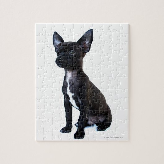 Zwarte Chihuahua puppy Legpuzzel (Verticaal)