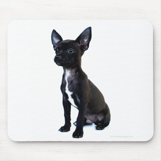 Zwarte Chihuahua puppy Muismat (Voorkant)