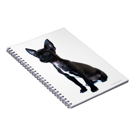 Zwarte Chihuahua puppy Notitieboek (Rechterzijde)