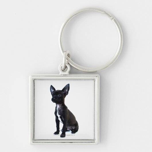 Zwarte Chihuahua puppy Sleutelhanger (Voorkant)