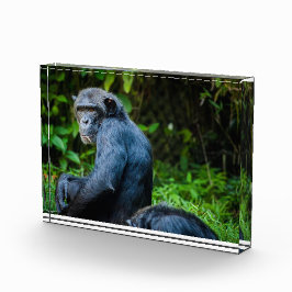 Zwarte chimpansee in het wild fotoblokken