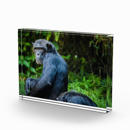 Zwarte chimpansee in het wild fotoblokken (Rechts)