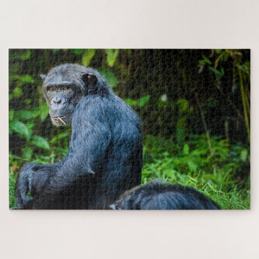 Zwarte chimpansee in het wild legpuzzel (Horizontaal)