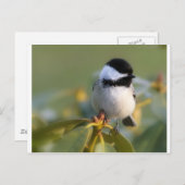 Zwarte cichorei briefkaart (Voorkant / Achterkant)