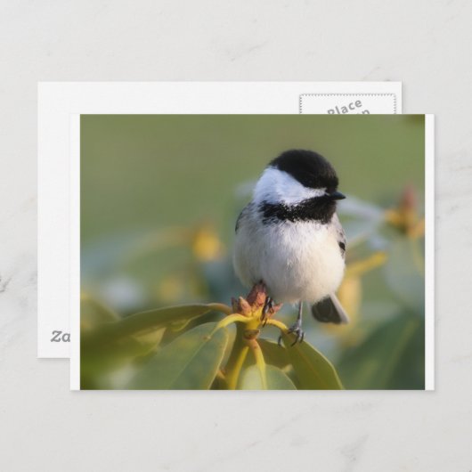 Zwarte cichorei briefkaart (Voorkant / Achterkant)