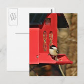 Zwarte cichorei briefkaart (Voorkant / Achterkant)